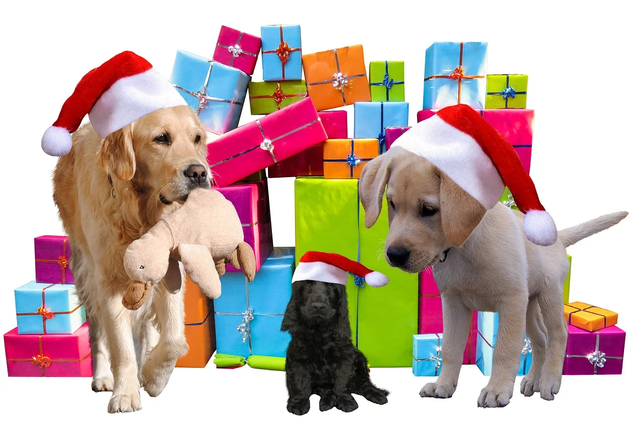 Gifts for Senior Dogs