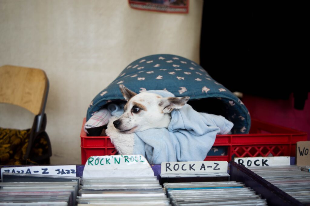 Do Dogs Like To Listen To Music?
