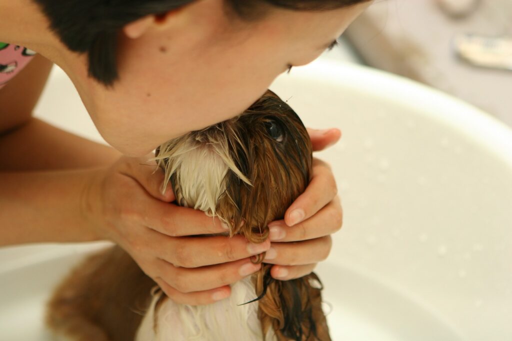 Should You Wash A Dog's Head