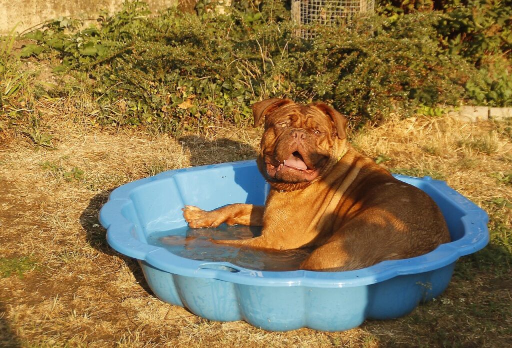 Do Dogs Like Warm Or Cold Water