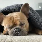 Do Dogs Like Blankets On Them?