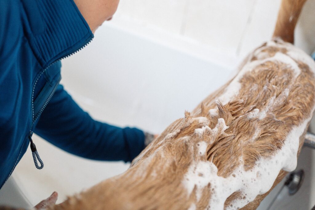 What Is The Best Bath Soak For Dogs
