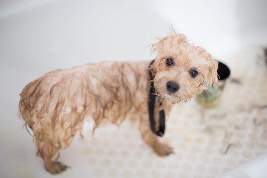 What's The Best Way To Dry A Dog After A Bath