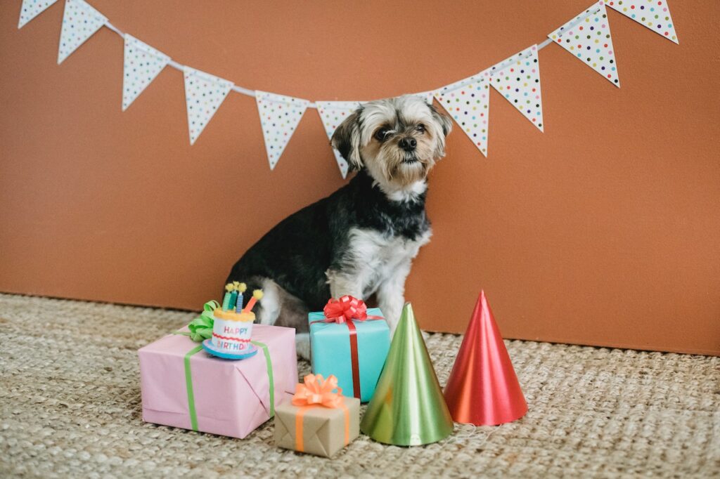 Gifts for Senior Dogs