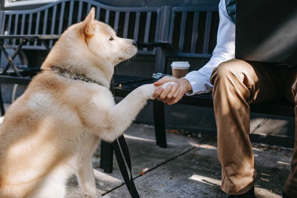 Should You Say Goodbye To Your Dog When You Leave