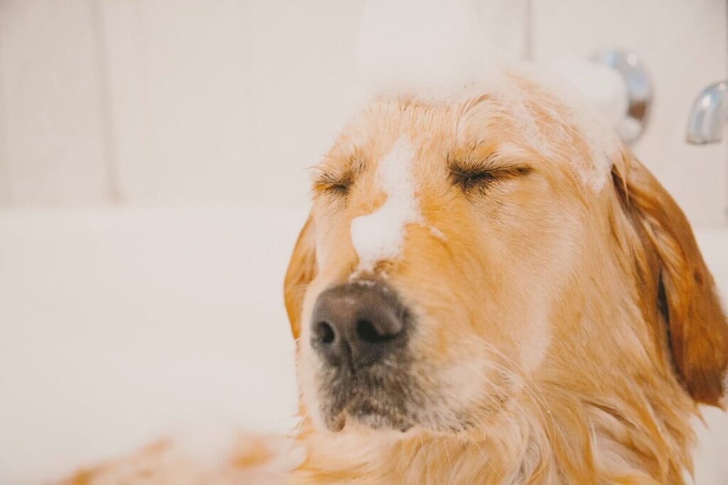 Should You Shampoo A Dogs Face