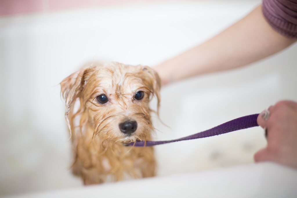 Should I Dry My Puppy After A Bath?