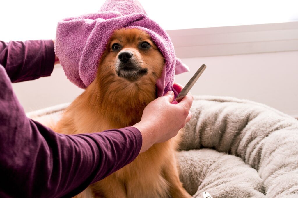 What Happens When A Dog Gets Spa?
